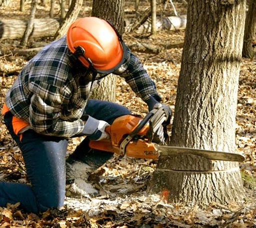 Tree Removal in Saxonburg, PA